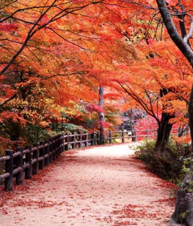 紅葉を兵庫県で楽しむなら神戸市立森林植物園 アクセス 駐車場 そうだったのか